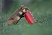 Europäische Hamster haben gelernt, mit den Menschen zu leben. Das Fett von Friedhofleuchten ist ein beliebter Snack für sie.