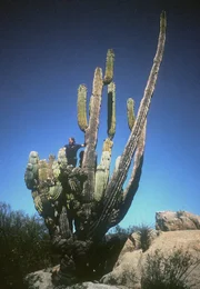 hr-fernsehen BAJA CALIFORNIA - DAS ANDERE KALIFORNIEN, Ein Film von Paul Reddish. Der Kardonkaktus überragt alle - bis zu 16 Meter wird er groß.