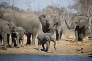 Während der Trockenzeit sind Wasserstellen für Elefanten überlebensnotwendig- wie hier in Simbabwe. Die Dickhäuter müssen täglich trinken. 8 Liter und mehr passen in einen Elefantenrüssel.