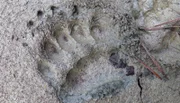 Eisbären sind weitestgehend Einzelgänger. Da sie aber kein ausgeprägtes Territorialverhalten haben, können sich ihre Jagdreviere überlappen.; Grizzlybären werden nach Norden immer größer und können bis zu 680 kg schwer werden.