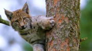 Ein Luchs im Baum.