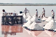 Einmal im Jahr wird in der Camargue 'Fleur de Sel' geerntet. Per Hand wird das Luxus-Salz aus der Saline geschippt.