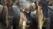 Gnus wandern im Laufe eines Jahres durch die Serengeti, immer auf der Suche nach Wasser und frischem Grün.