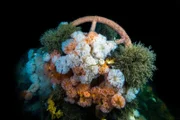 Das Torpedoboot V 187 ist eines der vier deutsche Kriegsschiffe, die im ersten Weltkrieg vor Helgoland. im Gefecht gegen die britische Marine sanken. Dieser Teil der Kesselanlage des Wracks ist von Blumentieren überwuchert.