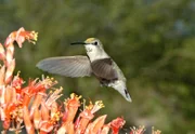 Kolibris holen sich den Nektar, wenn die Pflanzen in den Trockenzonen prächtige Blüten austreiben.