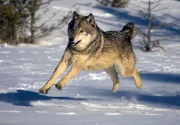 WDR Fernsehen ABENTEUER ERDE, "Yellowstone - Wildnis aus Feuer und Eis" ,Film von Andrew Murray.