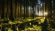 Sonnenuntergang im Wald auf der Schwäbischen Alb.