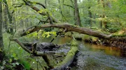 Arnsberger Wald.