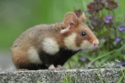 Die Friedhöfe von Wien sind eine hervorragende Futterquelle für Hamster.