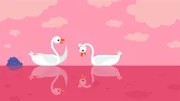 Die Schwänin beachtet nur ihr Spiegelbild, nicht den Schwan.