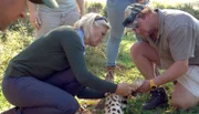 Tierärztin Katharina Ott und Wildhüter Hein Schöman bei Untersuchung von Gepardin Ilanga.