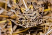 Texas-Krötenechse (Phrynosoma cornutum).