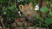 Junge Leoparden stellen ihre Ernährung nur langsam von Muttermilch auf Fleisch um.