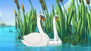 Schwan Hokuspokus hat sich verliebt - in einen anderen Schwan. Doch irgendetwas stimmt mit diesem nicht.