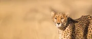 Gepard