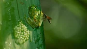 Ein männlicher Glasfrosch verteidigt seinen Laich gegen eine räuberische Wespe in Costa Rica.