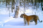 Der Amur-Tiger ist die größte – und die gefährdetste – Großkatze der Welt.