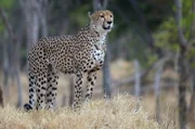 Die Geparden im Hwange-Nationalpark lassen sich deshalb so bereitwillig bewundern, weil sie sich hier sicher und beschützt fühlen.