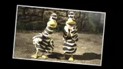 Wer sind diese seltsamen Vögel? Ein Schnappschuss soll es klären.