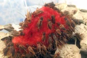 Heute ernähren sich weltweit bereits zwei Milliarden Menschen von den kleinen Krabbeltieren. Nun kommt auch Europa langsam auf den Geschmack.