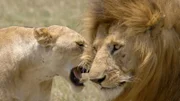 Löwen leben in kleinen Familienrudeln zusammen, in denen sich die Weibchen gemeinsam um die Aufzucht der Jungen kümmern.