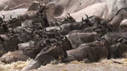 In der Trockenzeit unternehmen rund 1,5 Millionen Gnus lange Wanderungen, um in feuchtere Gefilde zu gelangen.