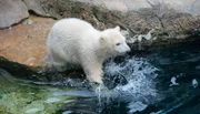 Eisbaernachwuchs Lale wagt sich bisher nur ans Wasser.