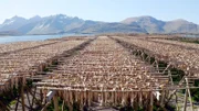 Überall auf den Lofoten wird im Frühjahr Kabeljau auf Leinen getrocknet.