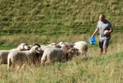 Im Sommer bringt der Schäfer einen Teil seiner Herde auf die Allgäuer Linkersalpe bei Oberstdorf. Einmal im Monat schaut er dort nach seinen Tieren.