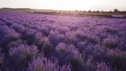 Traditionell wird in der Provence Lavendel für die Parfümherstellung angebaut.