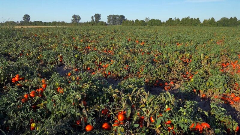 Rotes Gold - Die Geheimnisse der Tomatenindustrie (F/CDN, 2017)