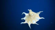 Ein geheimnisvolles Universum: die vielfältigen Lebewesen der Tiefsee.