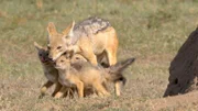 Schabrackenschakale ziehen ihre Jungen in einem unterirdischen Bau auf, den die Jungtiere nach drei Wochen erstmals verlassen.