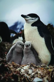Die entlegene Zavodovski Island im Südpolarmeer ist im Januar voller Kehlstreifpinguin-Küken. Die Wärme des Vulkans lässt den Schnee schon zu Beginn des Jahres schmelzen, und die Pinguine können früher Eier legen.