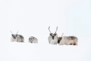 Spitzbergen-Rentiere, eine relativ kleine Unterart dieser nordischen Hirsche, die nur auf dem Spitzbergen-Archipel vorkommt.