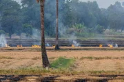 Brennende Felder in Thailand: Das Reisstroh wird nach der Ernte auf diese Weise entsorgt. Das ist zwar illegal, aber für die Bauern die günstigste Möglichkeit, ihre Felder wieder fit zu machen.