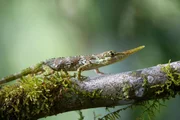 Die Pinocchio-Echse galt als ausgestorben. Nun werden wieder Exemplare in Ecuador gesichtet.