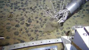 Roboter für den Meeresgrund: gewappnet für extremen Druck. Verbergen sich in den Ozeanen die Metalle für die Zukunft?