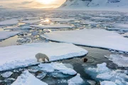 Ein Eisbär versucht, auf dem Packeis vor der Küste von Spitzbergen, Walrosse zu jagen.