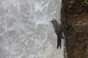 Ein Mauersegler in den Iguaz˙-Wasserf‰llen in S¸damerika.