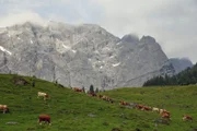 Almabtrieb auf der Engalm.