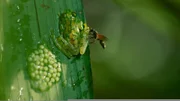 Ein männlicher Glasfrosch verteidigt seinen Laich gegen eine räuberische Wespe in Costa Rica.
