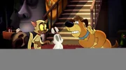 v.li.: Chester, Bunnicula, Harold