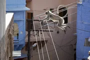 Hanuman-Languren tauschen Baumkronen gegen Hausd&auml;cher im indischen Jodhpur. Mit gro&szlig;em akrobatischem Geschick klettern und springen sie von Haus zu Haus.