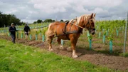 Ein Landwirt mit Tierliebe