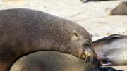 Seebären verbringen die meiste Zeit des Jahres im Wasser und kommen nur an Land, um den Nachwuchs auf die Welt zu bringen. In Namiba gibt es eine der größten Kolonien der Südafrikanischen Seebären.