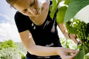 Wie sieht der Weinbau in Zukunft aus ?