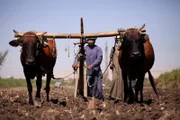 Durch Landwirtschaft sichern antike Zivilisationen die Nahrungsmittelversorgung.