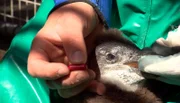 Pinguinküken bekommt eine Tablette.