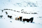 Wintereinbruch in den Alpen im Frühsommer: Almübertrieb Krimmler Tauern - Aufstieg zur Grenze.